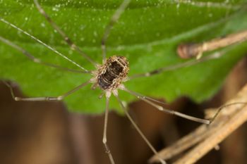 Media type: image;   Invertebrate Zoology 40460